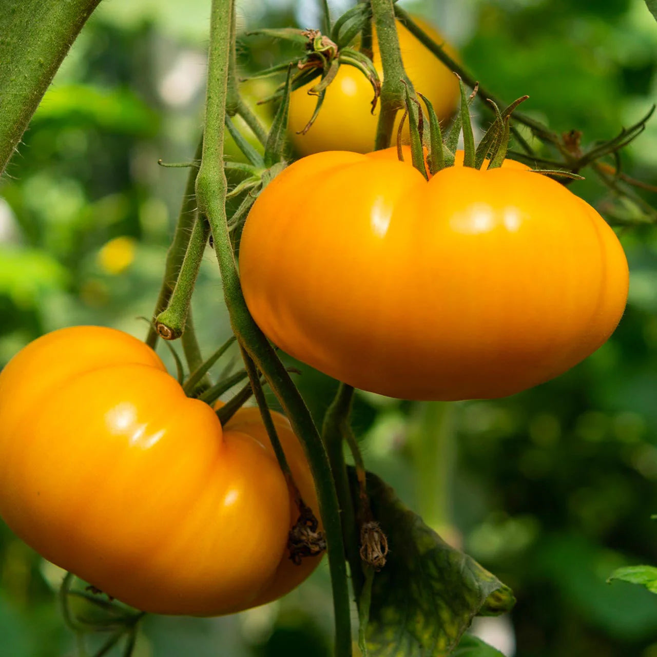 Dark orange giant tomato Solanum lycopersicum seeds for planting in raised beds